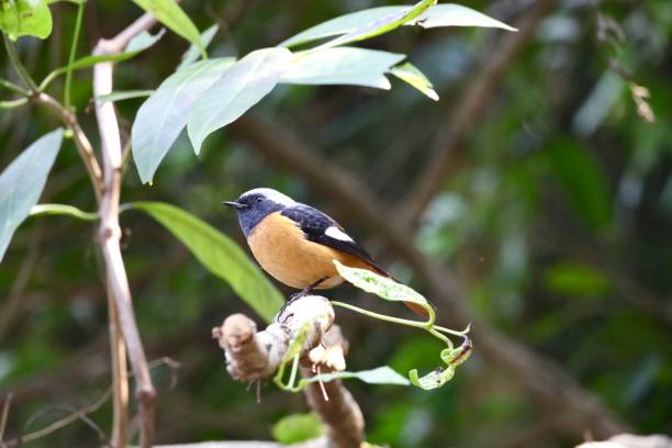 istock black yellow birds on the tree 1294008764