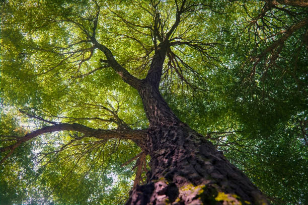 istock View from the bottom of the tree crowns against blue sky. 1294008820
