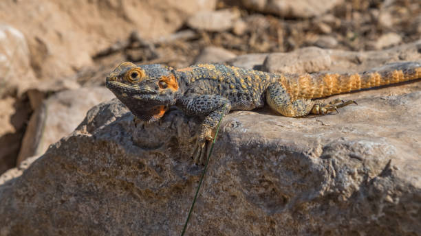Agama, lizard, a genus of long-tailed, insectivorous Old World lizards. Animals of deserts in Israel. Travel photo Agama, lizard, a genus of long-tailed, insectivorous Old World lizards auf rock. Animals of deserts in Israel. Travel photo long tailed lizard stock pictures, royalty-free photos & images