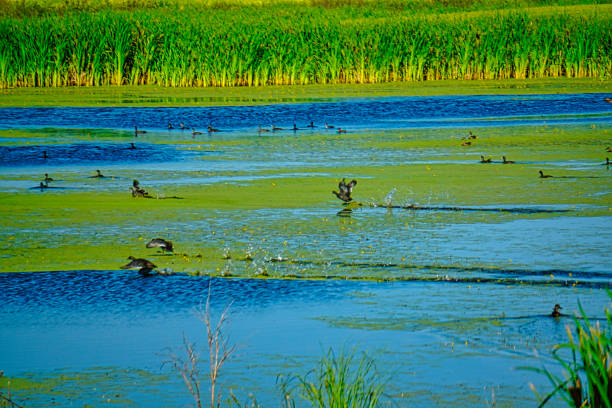 A collection of views from Heart Lake Frist Nation area and the Lands on Treaty 6