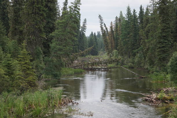 istock Heart Lake First Nation Creative Collection 1294010712