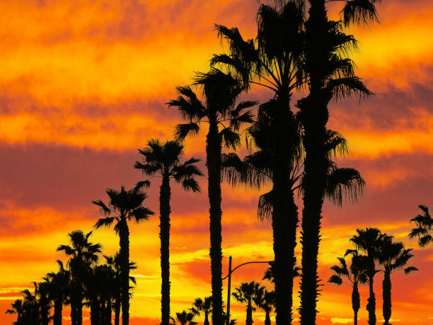 istock Towering Palm Trees with Orange Sunset Sky 1294011906