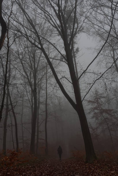 istock At a walk into jenaer forest at heavy fog 1294012522
