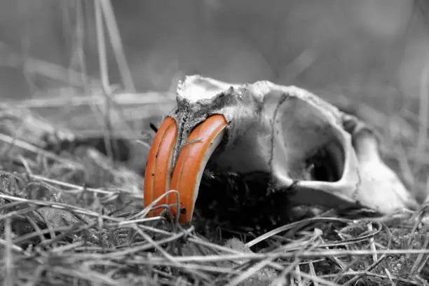 Colorkey, skull of a nutria (Myocastor coypus) on the forest floor