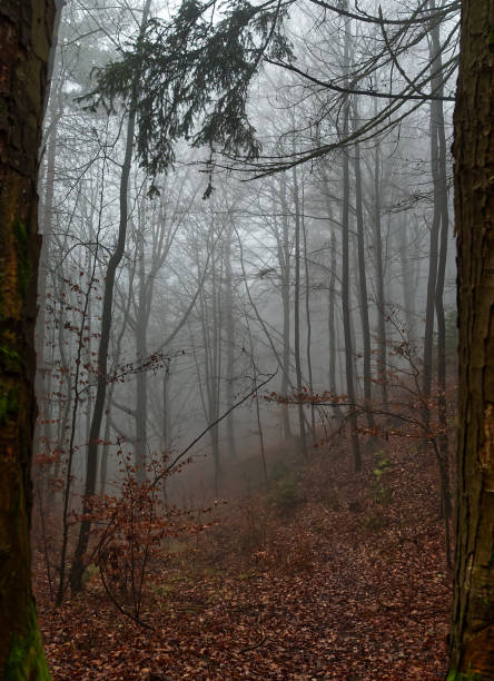 istock At a walk into jenaer forest at heavy fog 1294012629