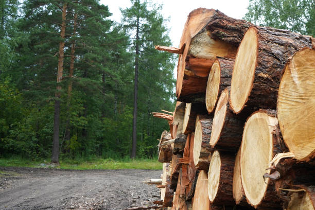 istock Pine logs, cut down by logging against the background of the forest 1294013543