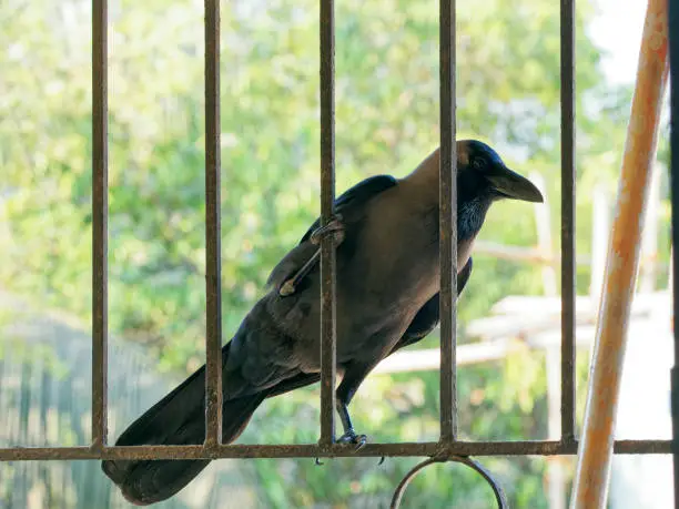 16 Mar 2020 house crow (Corvus splendens), or the Indian, greynecked, Ceylon or Colombo crow Lok Gram Kalyan Maharashtra India