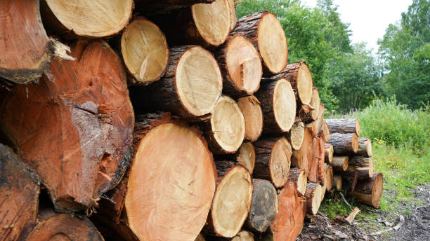 istock Pine logs, cut down by logging against the background of the forest 1294013614
