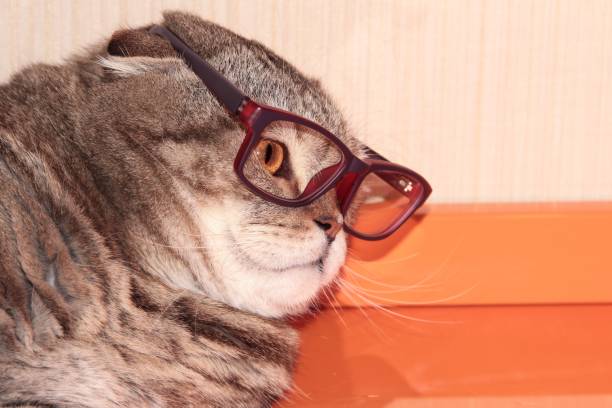 istock Glamorous lop-eared cat with glasses 1294013770