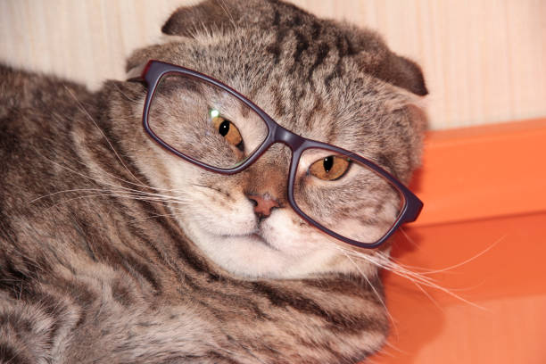 istock Professor cat. A lop-eared cat with glasses is lying on the table 1294013797