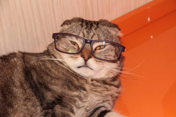 istock The cat is wearing glasses 1294013805