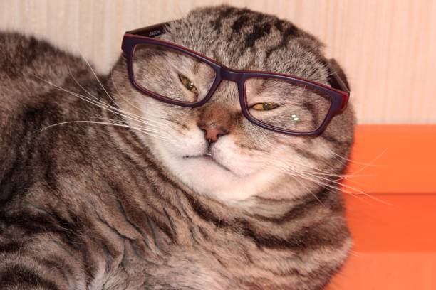 istock Professor cat. A lop-eared cat with glasses is lying on the table 1294014442