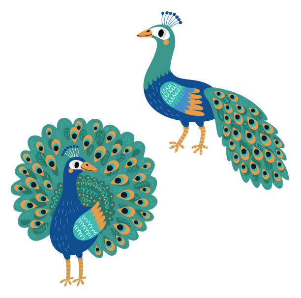 Peacock. Vector bird Peacock. Vector bird peacock stock illustrations