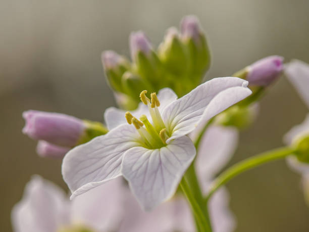 Pink cuckoo flower with soft bokeh