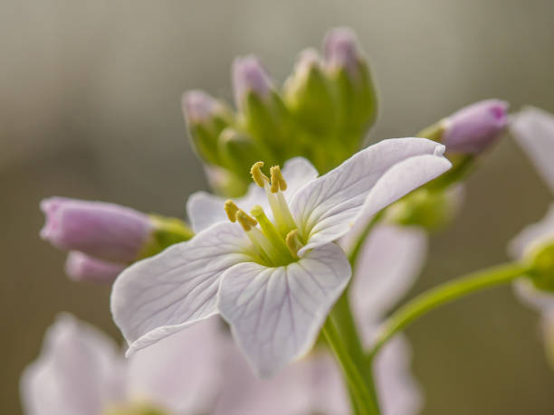 Pink cuckoo flower with soft bokeh Soft pink cuckoo flower (Cardamine pratensis) with a soft green bokeh background anthocharis cardamines stock pictures, royalty-free photos & images