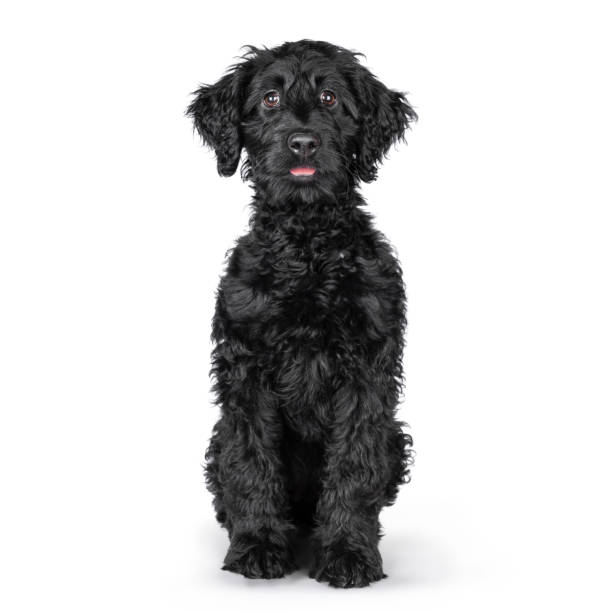 Black puppy Labradoodle on a white background Sweet curious black puppy Labradoodle or cobberdog, sitting facing front with his tongue out his mouth, looking in the camera. Isolated on a white background. poodle color image animal sitting stock pictures, royalty-free photos & images