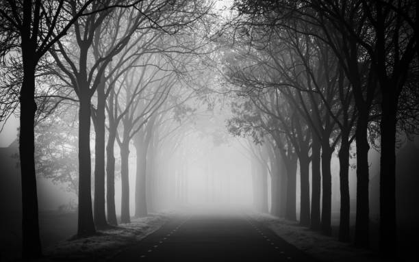 istock Misty Lane of Ash in the mist, B&W 1294014545