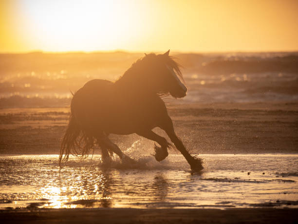 istock Irish cob galloping along the the seashore at sunset 1294014546