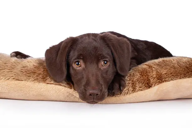 Photo of Brown Puppy laying down in a dog bed, on a white background.