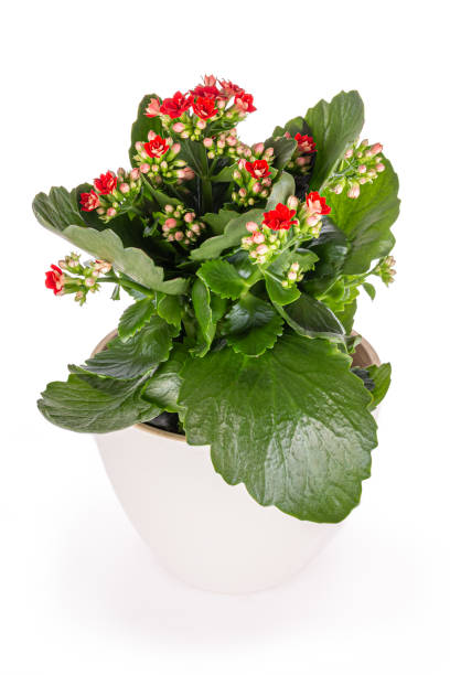 흰색 배경에 꽃 크리스마스 칼란초와 화과 화과 - perennial houseplant kalanchoe succulent plant 뉴스 사진 이미지