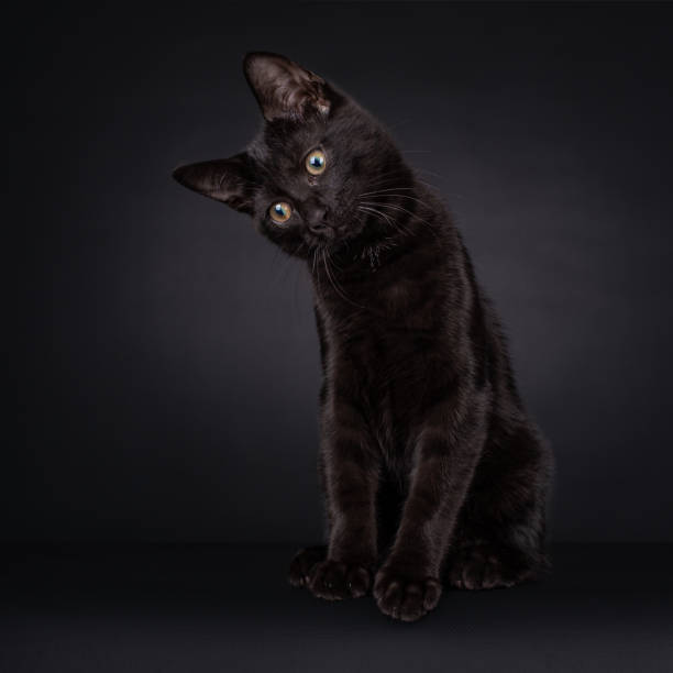 istock Sitting Cute black house cat kitten on a black background. 1294014608