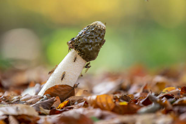 Common Stinkhorn mushroom standing on a forest ground, with green bokeh Phallic shaped white Common Stinkhorn (Phallus impudicus) with a dark olive colored conical head, standing a bit crooked in common beech leaves. phallus shaped stock pictures, royalty-free photos & images