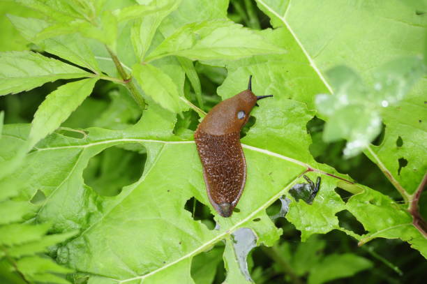 istock closeup of a spanish slug 1294014800