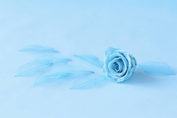 istock design of Blue rose and Skeleton leaf 1294015497