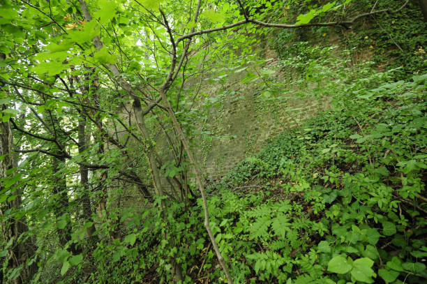 istock green ivy clings to the wall 1294015578