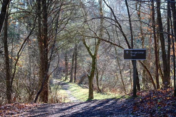 istock Hiking Trail in the Forest 1294015764