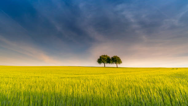 istock Two trees in yellow field – rural scenery in spring 1294017287