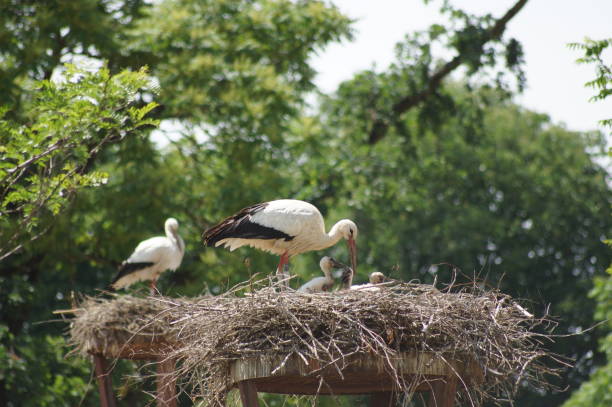 istock Stork family in the nest. 1294018484