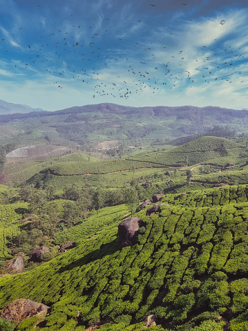 vertical panoramic landscape view of tea plantation at Munnar tea gardens with blue skies lovely cloud and birds flying with fog.
