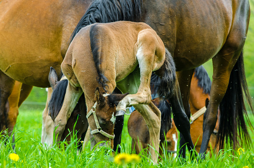 Warmblood horses on the pasture. Mare and foal - funny