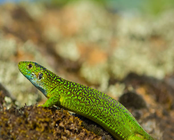 istock closeup green lizard sit on a stone, wild animal background 1294020366