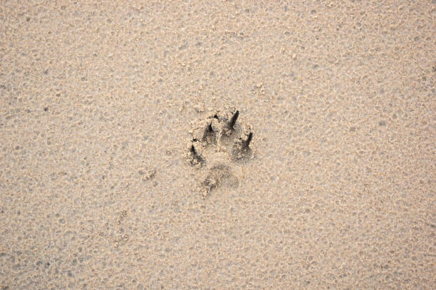Dog footprint on a beach wet from the rain.