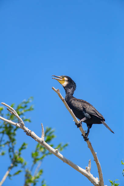 istock Great Cormorant on the branch in the Volga River 1294021902