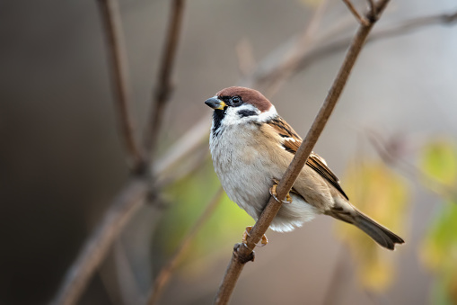 Small bird sparrow sitting on tree branch on nature background