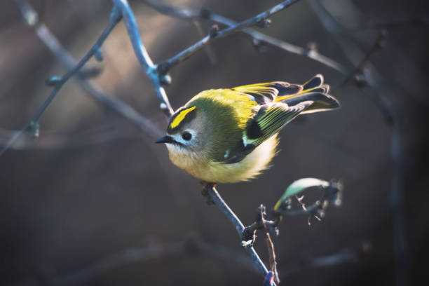istock Beautiful bird of Goldcrest sitting on tree branch 1294023610