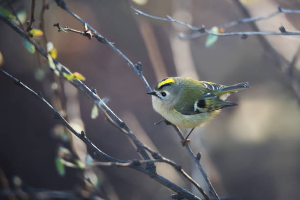 istock Beautiful bird of Goldcrest sitting on tree branch 1294023615