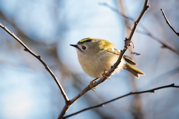 Beautiful bird of Goldcrest sitting on tree branch or twig on blue sky background