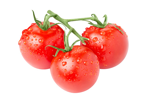 Three delicious tomatoes on branch, isolated on white background