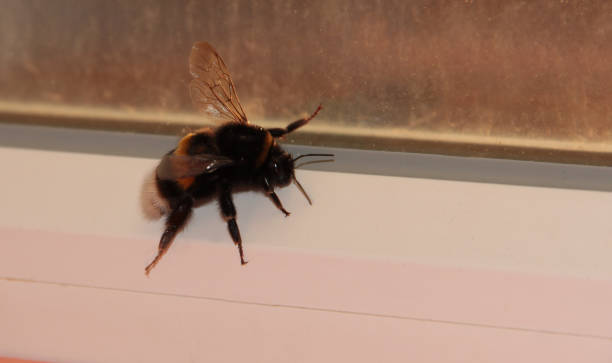 istock A bumblebee flew into the house. Bumblebee on the window. 1294024640