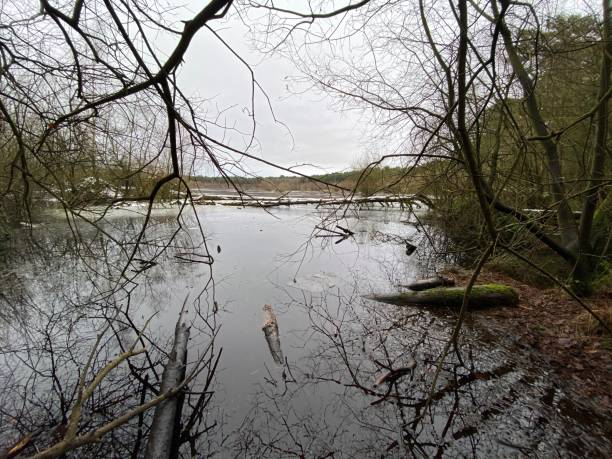 istock A view of the Trees in Delamere Forest 1294026085