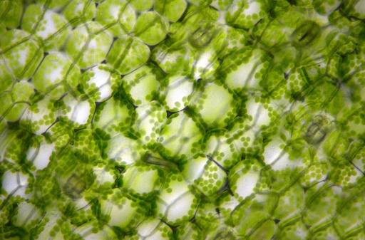 Células bajo un microscopio photo