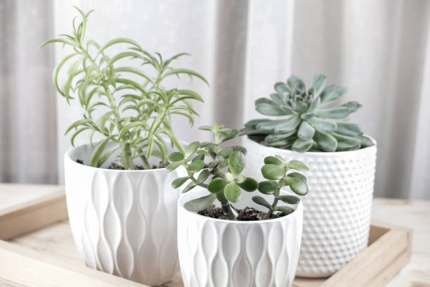 istock three Succulent plants in white pots on a wooden rack. 1294026910