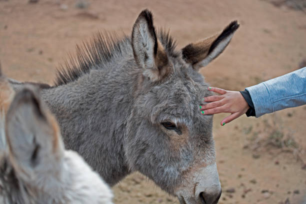 istock Donkeys are hard-working. They love being petted. 1294026972