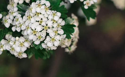 white meadow flowers on a blurred green background, close-up. Spring season. Web banner.