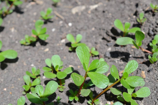 istock Young verdolaga Purslane wildness garden Plants 1294029366