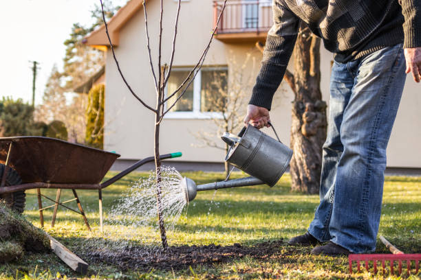 istock Gardener watering planted apple tree in garden 1294030074